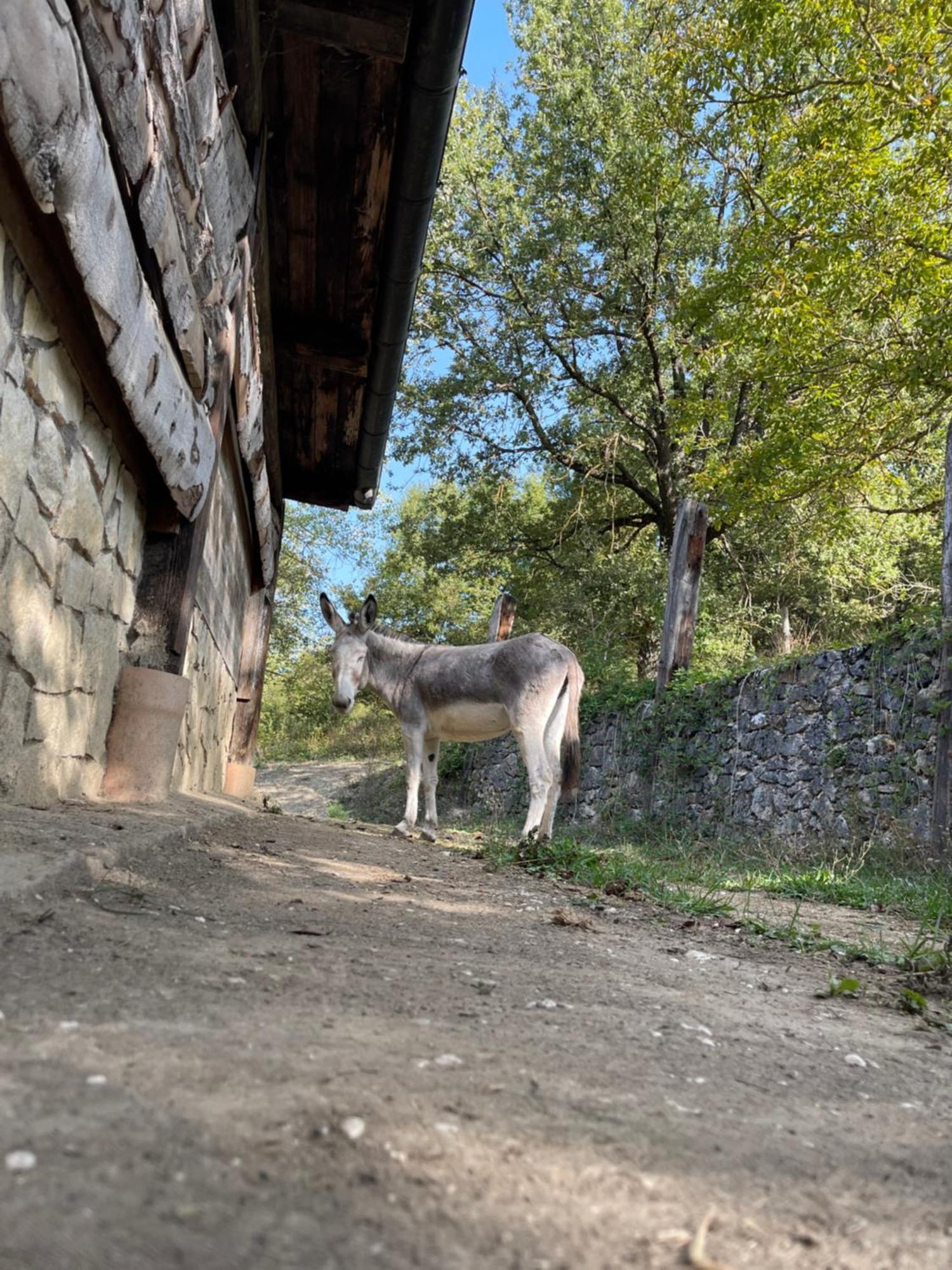 "Il Casaletto" Agriturismo Moderno, Vista Panoramica E Cibo Spettacolare- 스쿠르콜라 마르시카나 외부 사진